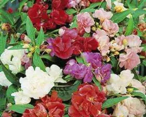What Determines When a Flower Blooms in a Few Months: Unveiling the Key Factors Behind Flowering Time