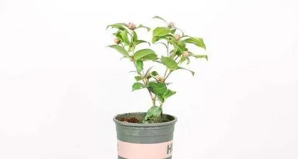 How to configure soil for camellias, secrets of soil configuration revealed