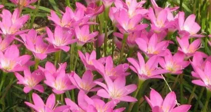 Lilyturf Propagation Methods and Precautions (From Seeds to Mature Plants, Easily Create a Lilyturf Garden)
