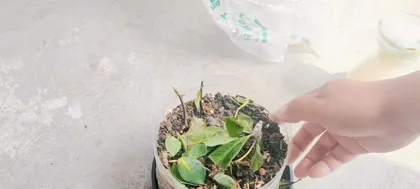 Exploring the Methods and Techniques of African Jasmine Cuttings (From Selecting Jasmine Stems to Planting and Cultivating in Soil, Helping You Successfully Propagate African Jasmine)