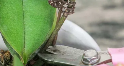 The Propagation Techniques of Phalaenopsis Orchids' Roots (Master the correct method to make the roots of Phalaenopsis Orchids propagate and grow rapidly)