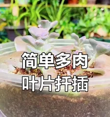 How to Propagate Echeveria (Master the Key Steps, Easily Propagate Succulents)