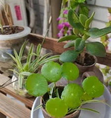 Why does the Red Claw succulent always turn green? (Exploring the reasons for the long-term greenness of the Red Claw succulent and its solutions)