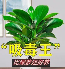 The environmental conditions suitable for the growth of pothos (Creating the optimal environment for pothos growth)