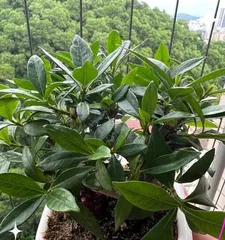 The reasons why gardenia buds turn black and solutions (exploring why gardenia buds turn black and providing effective solutions)