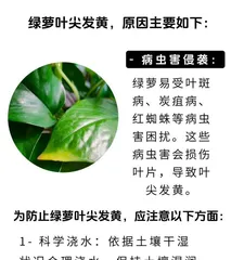 Yellowing leaves, how to solve? (Exploring the causes and solutions of leaf yellowing in the process of flower care)
