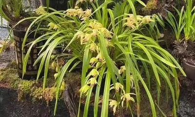 The blooming time of Paphiopedilum (Exploring the blooming season and characteristics of Paphiopedilum)