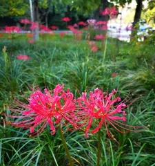 Beyond the Beauty of the Flower of the Other Shore (Discovering Flowers Similar to the Flower of the Other Shore)