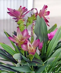 Preservation and Planting of Calla Lily Bulbs (Bulb Preservation Methods, Suitable Planting Time, Planting Techniques and Precautions)