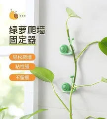 How to decorate a wall with pothos (pothos wall installation)