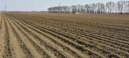 Growing Endive (Endive Seed Planting Methods)