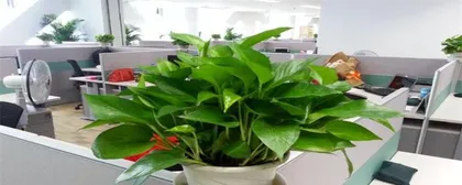 Office plant arrangement enhances office environment feng shui (Creating a pleasant office space, doubling work efficiency)
