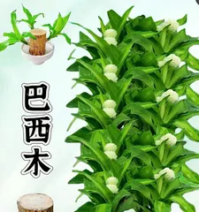 The right way to water a Zamioculcas zamiifolia (ZZ Plant) for proper growth (Create a lush green space and ensure healthy growth of the ZZ Plant)