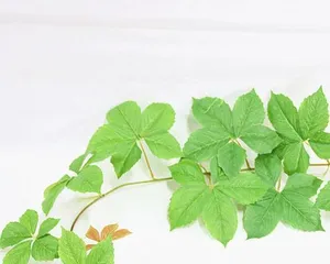 A Mysterious Plant Similar to Ivy (Identify Key Features to Avoid Ingestion)
