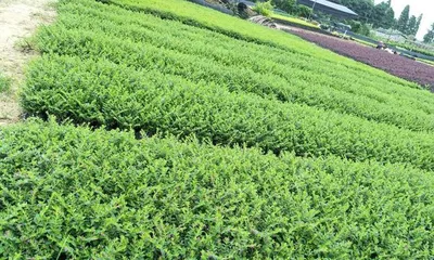 满天星地栽技巧（Learn the key points of Astilbe cultivation to fill your garden with a romantic atmosphere）