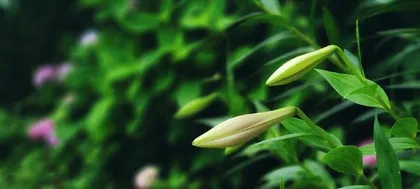 Lily Spring Planting Guide (Understanding the Best Time to Plant Lilies, Creating a Beautiful Garden)