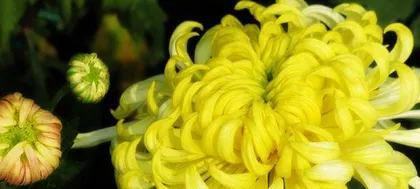 What should I do if the chrysanthemum leaves are wilted? How to rescue wilted chrysanthemum leaves? (Learn a few tricks to save chrysanthemums, effectively saving the lives of withered chrysanthemums!)