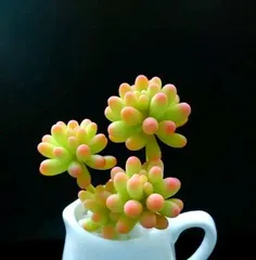 How to care for乙女心 succulents in autumn? (Nurture with care, let succulents bloom beautifully in the autumn)
