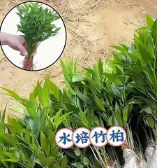 Cultivation and Precautions for Auspicious Plants (Let auspicious plants bring good luck, pay attention to toxicity issues)