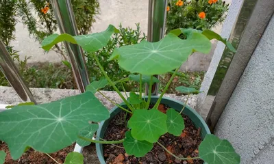 How to plant Aquilegia seeds? (Master the correct planting techniques to help Aquilegia seedlings grow better)