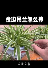 How to Grow Spider Plants Well? (Essential Tips for Creating Healthy Spider Plants)