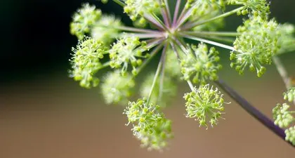Angelica Sinensis (Exploring Its Mystery from Origin to Use)