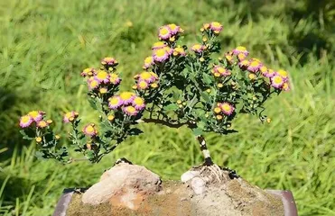 We have chrysanthemums at home, which is very auspicious in terms of feng shui (What are the benefits of having chrysanthemums at home from a feng shui perspective?)