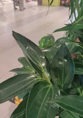 How to repair dry and cracked old leaves of the Zelkova tree? (Effective care methods to bring the Zelkova tree back to life)