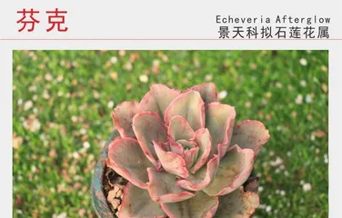 Succulent World of Crassulaceae (diverse, ever-changing)