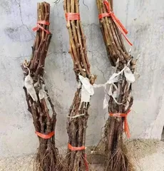 Effective Methods for Preserving Grape Vines in Northern Winters (Preservation Techniques and Precautions for Grape Vines in Winter)