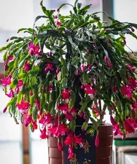 Pairing Recommendations for Flat Pots (What kind of flowers are the most beautiful to plant in flat pots?)