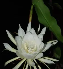 What flower is a fleeting bloom, the beautiful flower that blooms in the mysterious night?