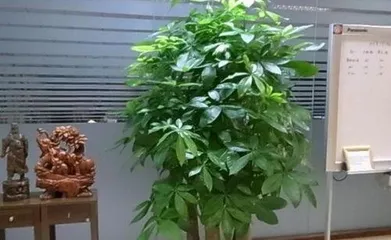 What potted plants are suitable for the living room, a curated guide to arranging potted plants