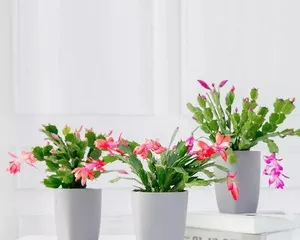 How do flowers spend the winter, the survival wisdom of flowers in winter