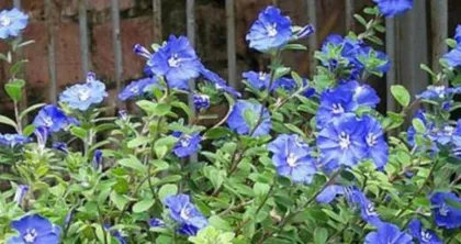 The Flower Language and Symbolism of Blue Star Flower (Revealing the Spiritual Connotation of the Flower)