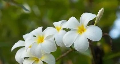 What flowers are there in summer, the magnificent spectacle of a sea of summer flowers