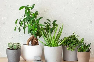 What indoor plants are easy to care for and can easily create a fresh and healthy home environment?