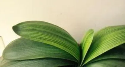 Causes and Treatment Methods for Clivia Leaf Yellowing (Exploring the fundamental reasons for Clivia leaf yellowing and learning the correct treatment methods)