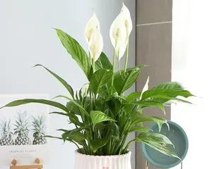 What plants are best to keep indoors, creating a green and healthy home environment