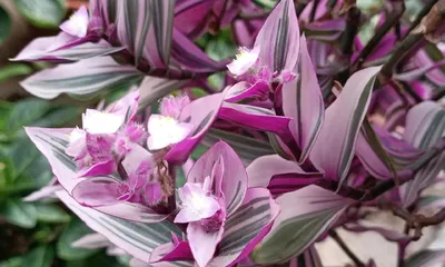 The meaning and symbolism of Chlorophytum comosum (吊兰的花语与代表意义) (A profound green treasure)
