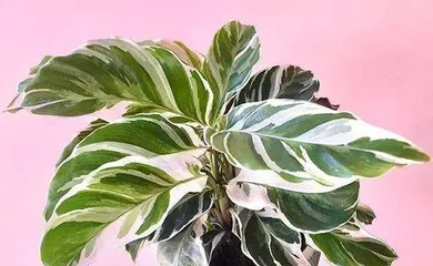 The Feng Shui Effects of Calathea Medallion (Many benefits of having Calathea Medallion at home)