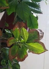 Why are the leaves small? The wondrous design of nature