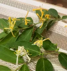Silver, Gold, Wood - Low Toxicity Indoor Green Plants (Beautiful and Non-Toxic, Indoor Health Guardians)