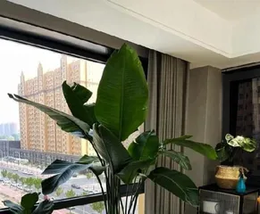 How to water Calathea orbifolia correctly? (The growth of Calathea orbifolia requires appropriate water amounts)