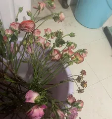 How to grow roses so that they don't wither, the secret to keeping roses blooming without wilting