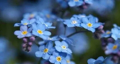When does forget-me-nots bloom, the beautiful blossoms from spring to summer