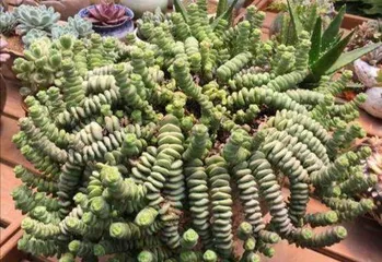 How to care for String of Pearls, a comprehensive guide from planting to full bloom