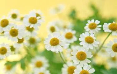 How to grow daisies, a complete guide from planting to harvesting