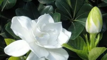What to do when gardenias wilt, Gardenia wilting? Quick diagnosis and rescue guide