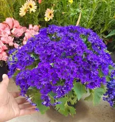 Tuberous Begonia Summer Safety Guide (How to Keep Begonias Safe Through the Scorching Summer?)